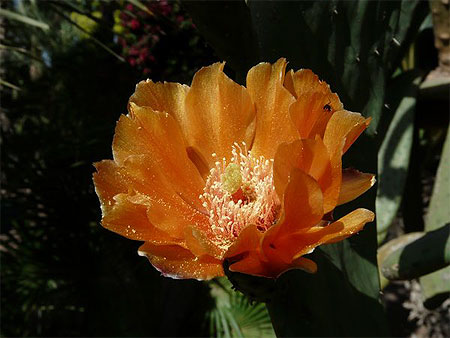 Fleur de Cactus