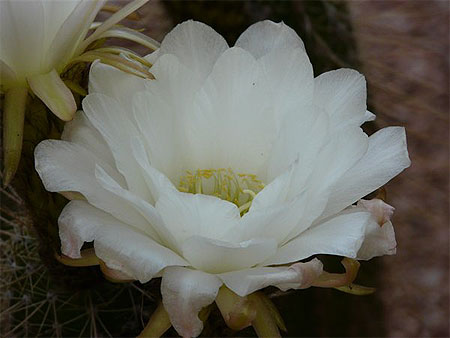 Fleur de Cactus