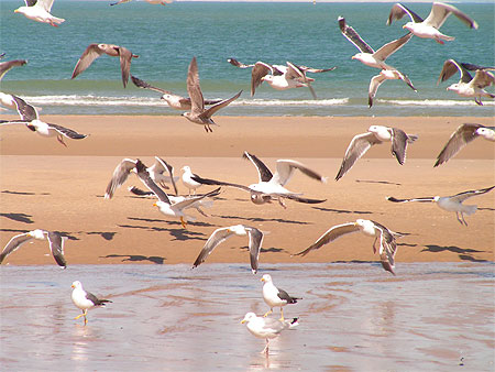 Plage de Wissant