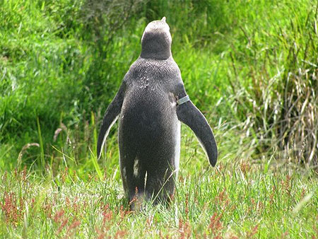 Otago Peninsula