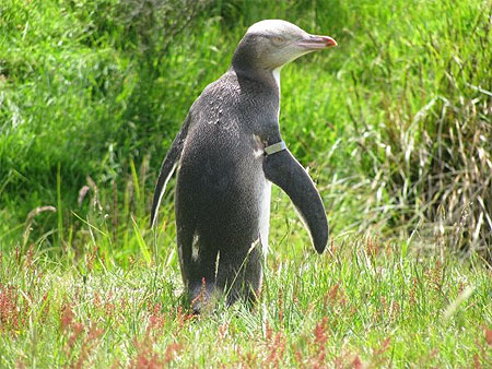 Otago Peninsula