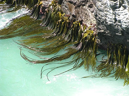 Otago Peninsula
