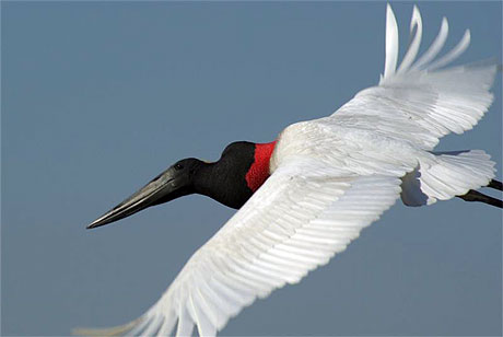 L'envol�e du Jabiru