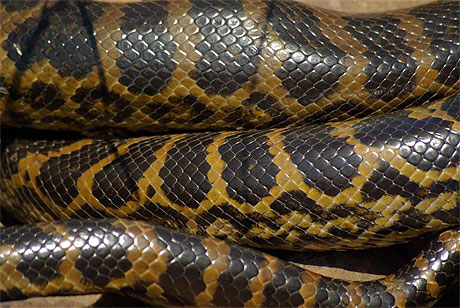 Anacondas jaunes