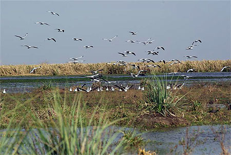 Envol�e de gavietas (mouettes) sur les Esteros del Ibera