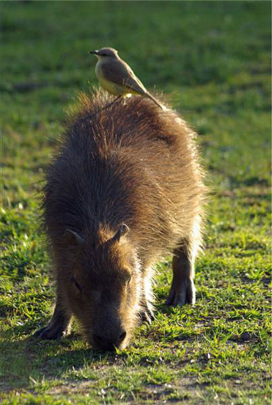 Capybara et son locataire