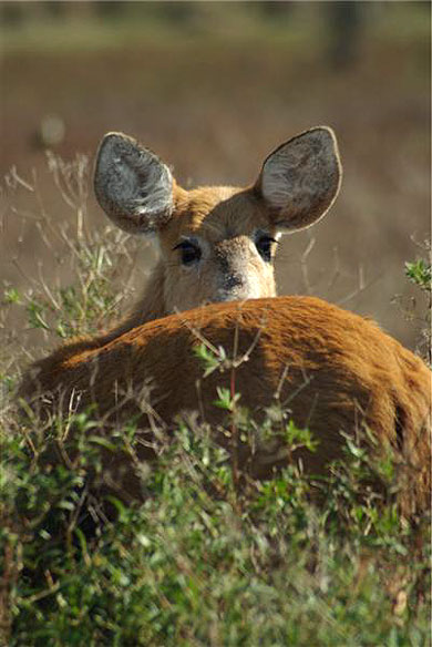Cerf des marais