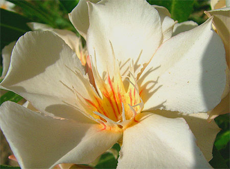Fleur de laurier