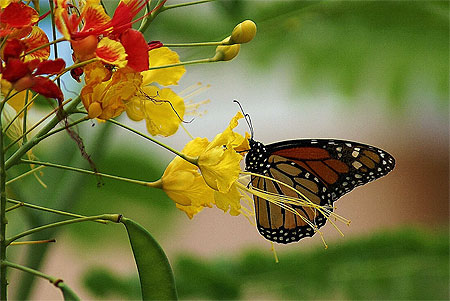 Hibiscus et Papillon...