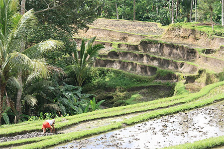 Rizi�res � c�t� du temple de Gunung Kawi