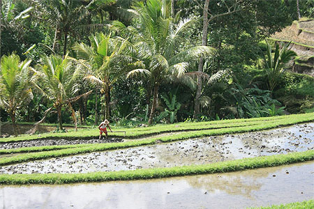 Rizi�res � c�t� du temple de Gunung Kawi