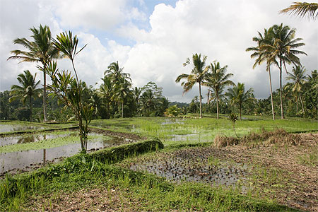 Rizi�res � c�t� du temple de Gunung Kawi