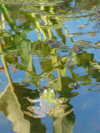 Trouvez la grenouille !