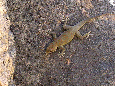 Gecko