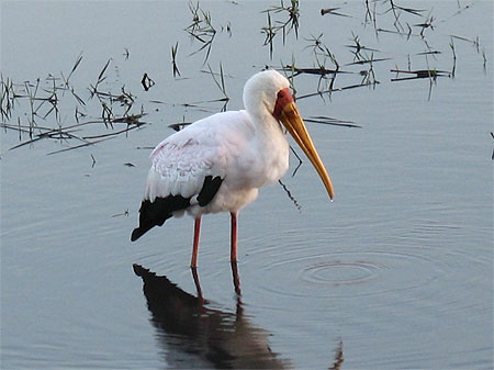 Parc National de Chobe