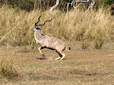 Kudu