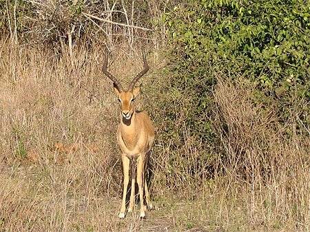 Impala
