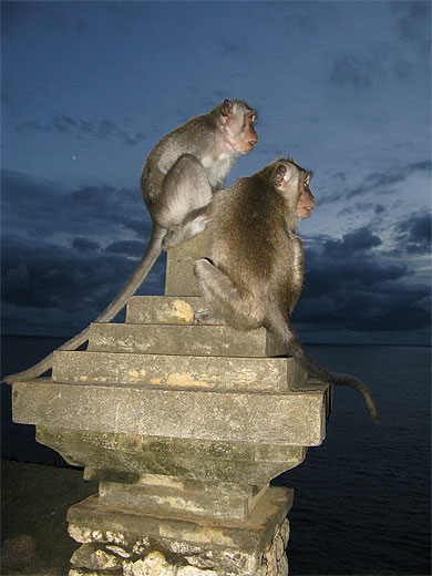 Les gardiens du Temple d'Uluwatu !