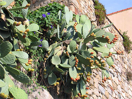 Figues de Barbarie