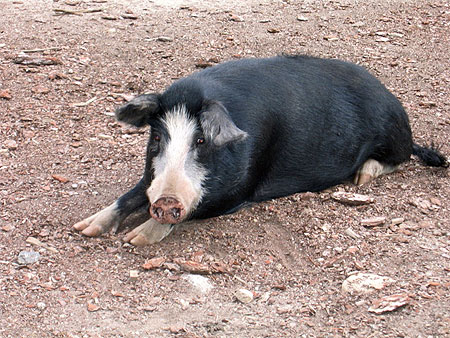 Le repos du cochon