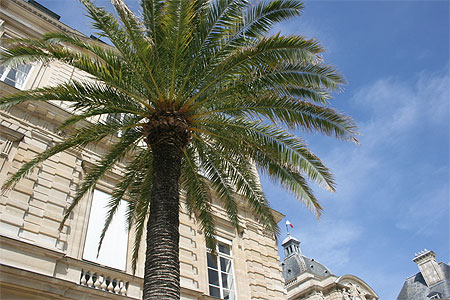 Palmier pr�s du Palais du Luxembourg