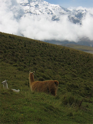 Volcan Chimborazo