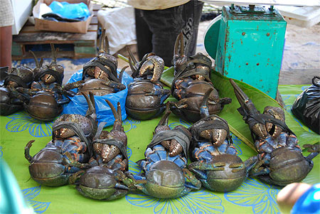 Crabes des cocotiers