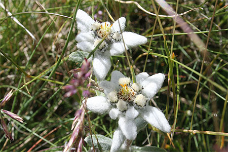 Edelweiss