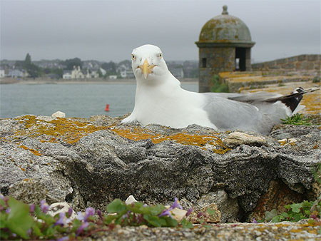 La mouette rieuse