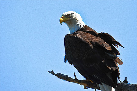 Bald Eagle (Pygargue � t�te blanche)