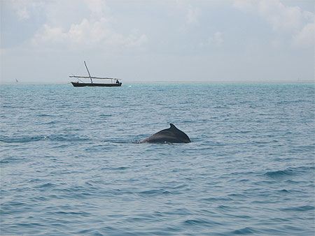 Dauphins � Menai Bay
