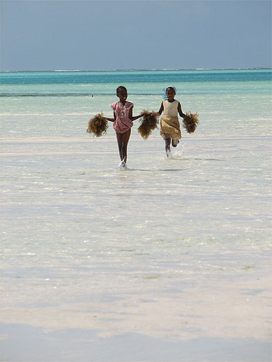 Culture des algues