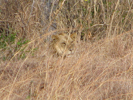 Un lion bien cach�