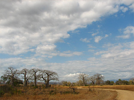 Matin�e safari