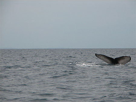Baleines � bosses � Menai Bay