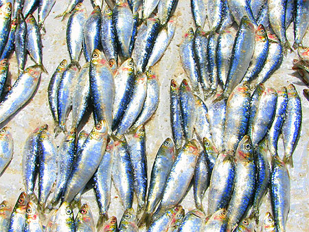 Poissons frais!