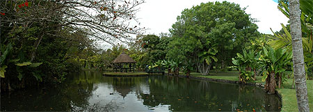 Maurice - Jardin de Pamplemousses
