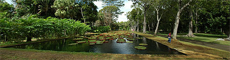 Maurice - Jardin de Pamplemousses