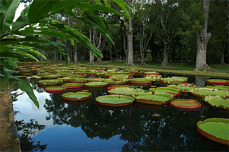 Maurice - Jardin de Pamplemousses