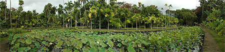 Maurice - Jardin de Pamplemousses