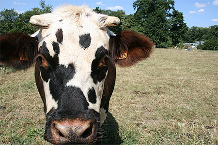 La vache � Paris