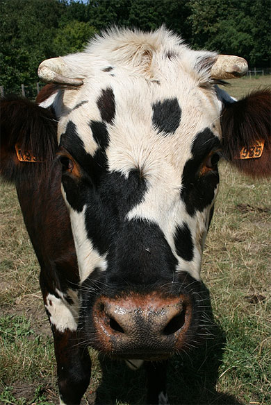 La vache