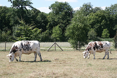 Les vaches
