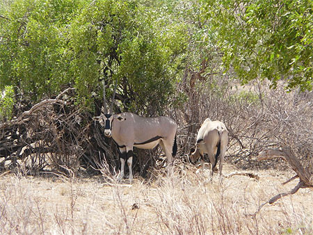 Oryx