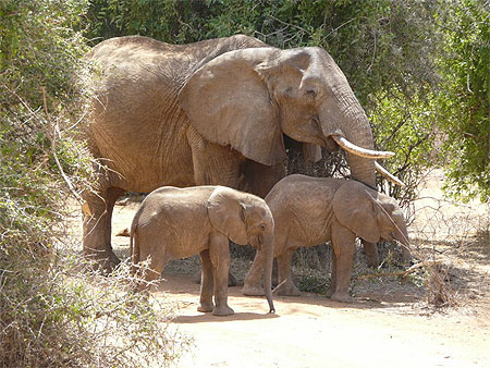 El�phant avec deux �l�phanteaux