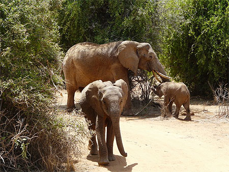 El�phant avec deux �l�phanteaux