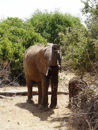 El�phant