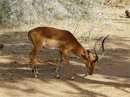 Impala male