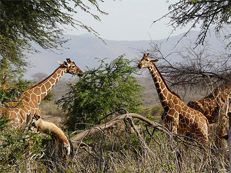 Girafes