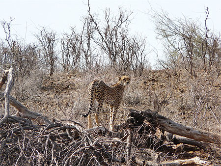 Gu�pard